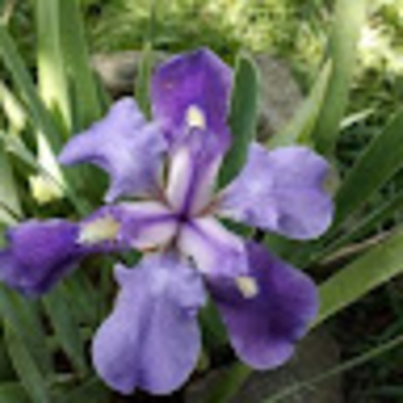 Meet your Posher, Mariana - Picture 1 of 1